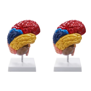 2X Mozgovej Anatomický Model Anatómia 1:1 Polovica Mozgu Brainstem Výučby Lab Dodávky