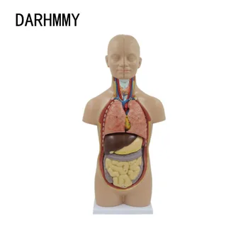 DARHMMY 50 CM Anatomické Ľudské Telo Mini Trup Modelu, 12 Dielov Nastaviť Lekárskej Vedy Jednoduchá Inštalácia Učebné Zdroje